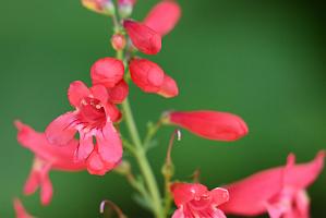 2025-06168992 Acton Arboretum, MA